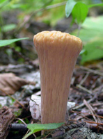 C. truncatus – This is the wrinkled spore-bearing surface above the smooth (hidden) stalk base.